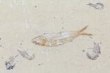 Fossil Fish & Four Shrimp (Pos/Neg) - Lebanon #70451-2